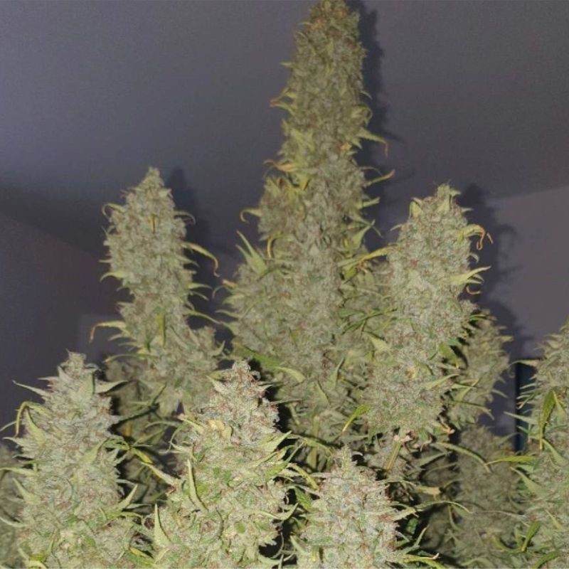 Nasiona marihuany Do-Si-Dos - odmiana konopi