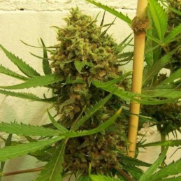Nasiona marihuany Golden Tiger - odmiana konopi