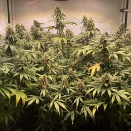 Nasiona marihuany automatyczne Auto Skunk - odmiana konopi