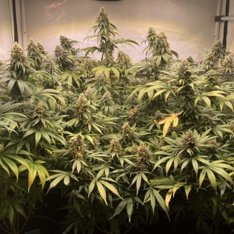 Nasiona marihuany automatyczne Auto Skunk - odmiana konopi