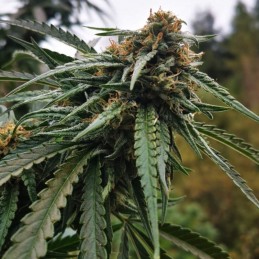 Nasiona marihuany automatyczne Auto Northern Light - odmiana konopi
