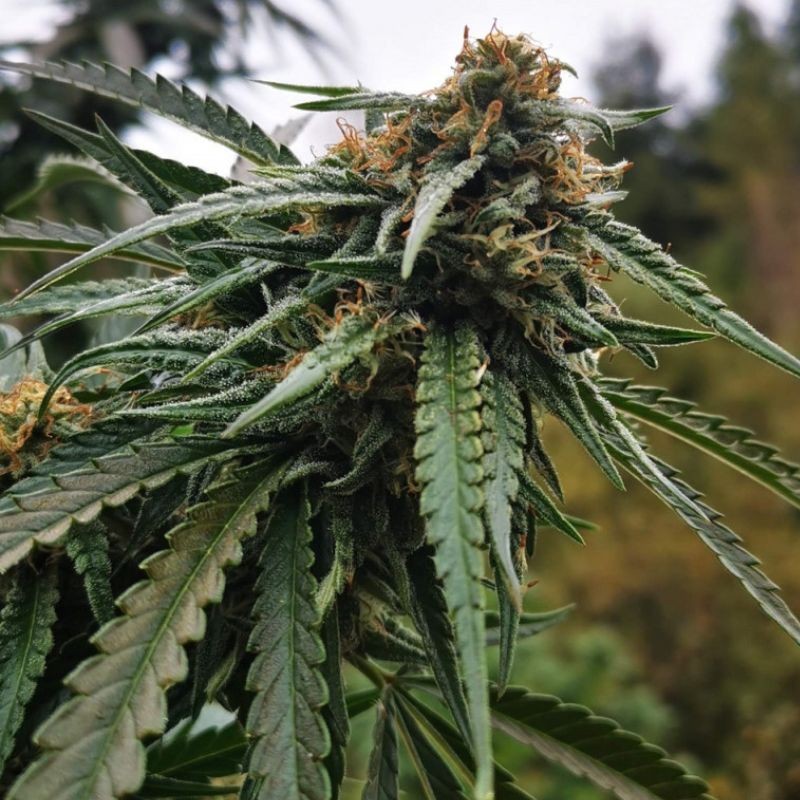 Nasiona marihuany automatyczne Auto Northern Light - odmiana konopi