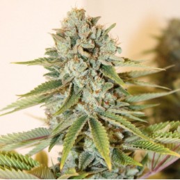 Medyczne nasiona marihuany CBD Therapy - odmiana konopi