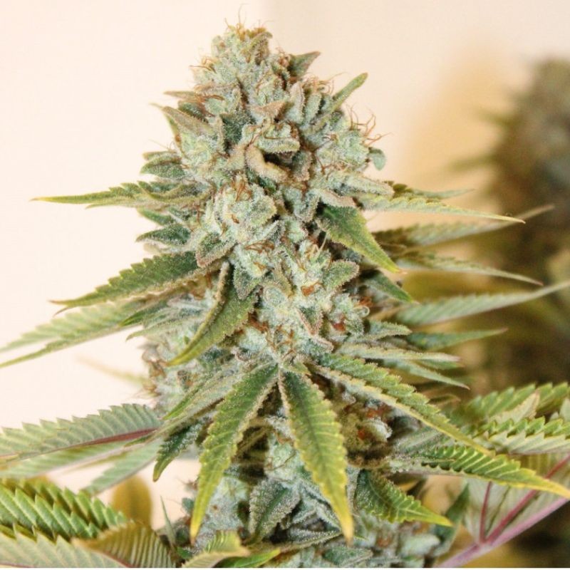 Medyczne nasiona marihuany CBD Therapy - odmiana konopi