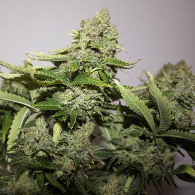 Medyczne nasiona marihuany CBD Girl Scout Cookies - odmiana konopi