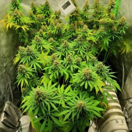 Medyczne nasiona marihuany CBD OG Kush - odmiana konopi