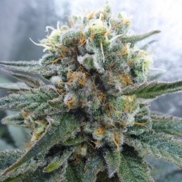 Medyczne nasiona marihuany CBD Critical Mass - odmiana konopi