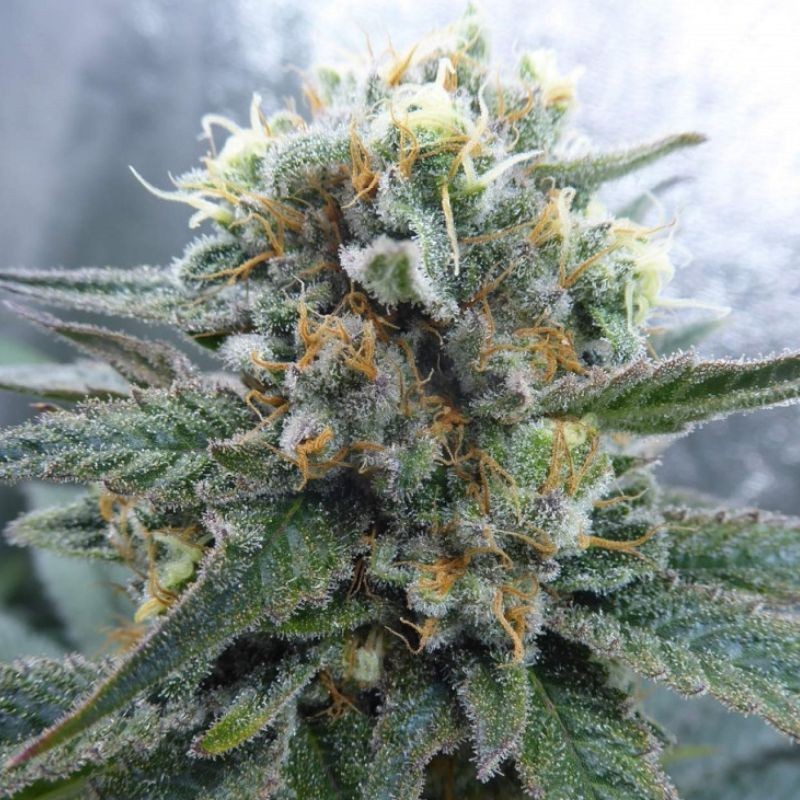 Medyczne nasiona marihuany CBD Critical Mass - odmiana konopi