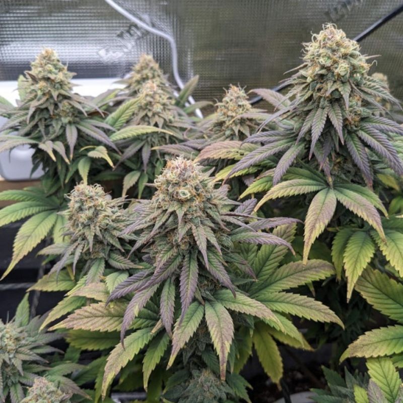 Nasiona marihuany Cheese - odmiana konopi