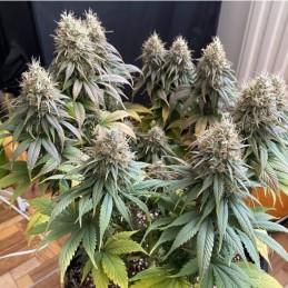 Nasiona marihuany automatyczne Auto AK - odmiana konopi