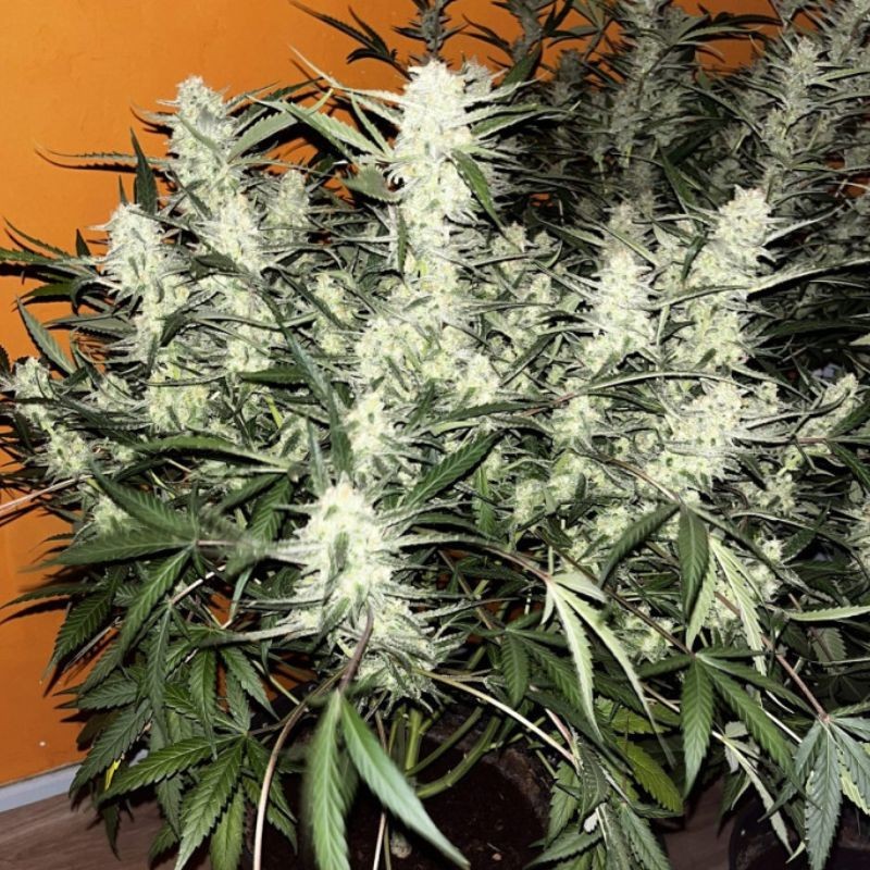 Nasiona marihuany La Diva - opis odmiany konopi