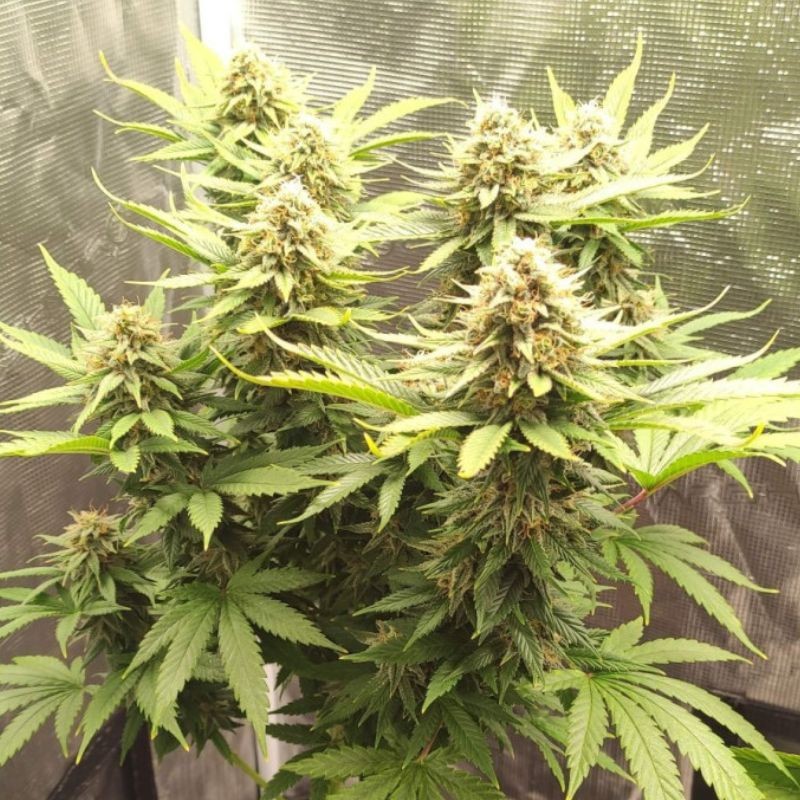 Nasiona marihuany Critical Super Silver Haze - odmiana konopi