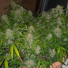 Nasiona marihuany automatyczne Critical Neville Haze Auto - odmiana konopi