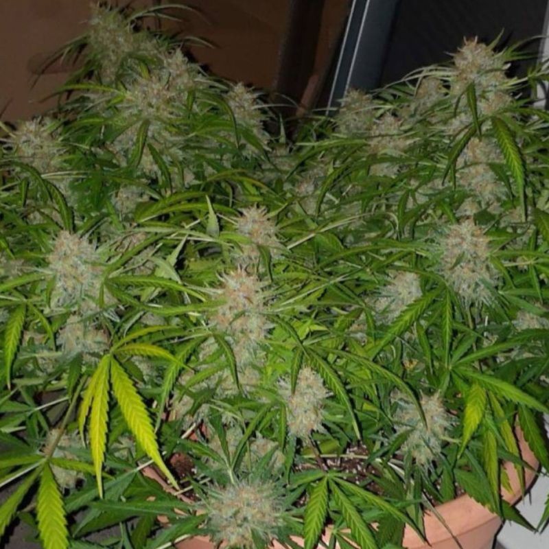 Nasiona marihuany automatyczne Critical Neville Haze Auto - odmiana konopi