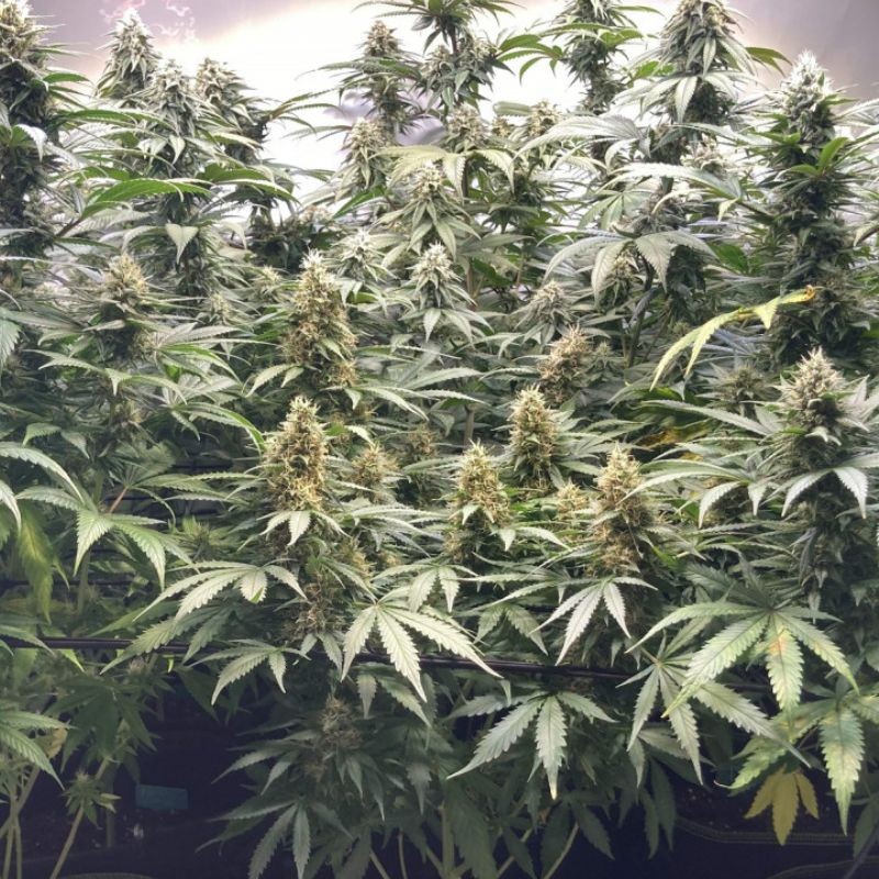 Nasiona marihuany Critical Neville Haze 2.0 - odmiana konopi