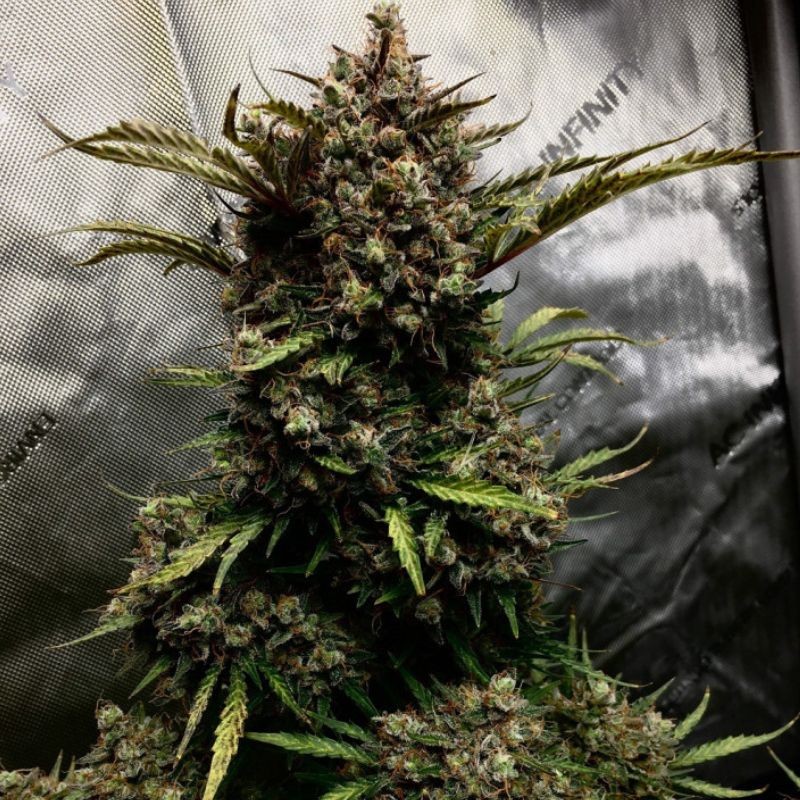 Nasiona marihuany Critical Kali Mist - odmiana konopi