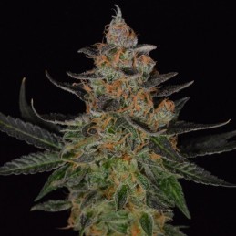 Nasiona marihuany Cotton Candy Kush - odmiana konopi