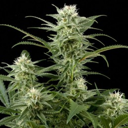 Nasiona marihuany Original Amnesia - opis odmiany konopi