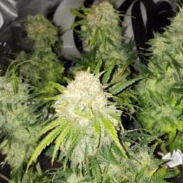 Nasiona medycznej marihuany OG Kush CBD - opis odmiany konopi