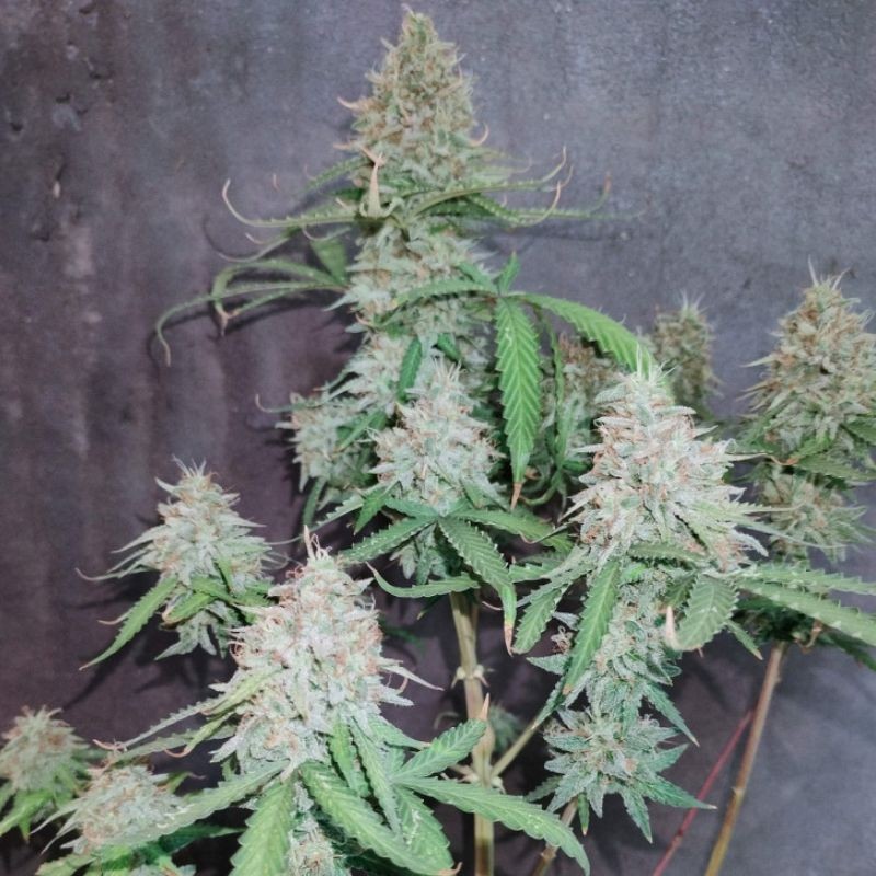 Nasiona marihuany automatyczne OG Kush Autoflowering CBD - opis odmiany konopi