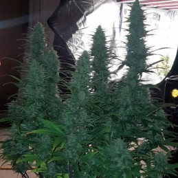 Nasiona marihuany automatyczne OG Kush Autoflowering - opis odmiany konopi