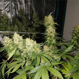 Nasiona marihuany automatyczne Haze XXL Autoflowering - opis odmiany konopi