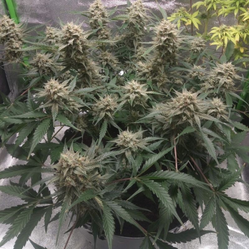Nasiona marihuany automatyczne Haze Autoflowering CBD - odmiana konopi