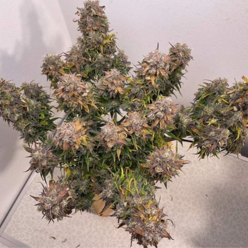 Nasiona marihuany Gorilla - odmiana konopi