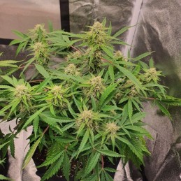 Nasiona marihuany Diesel - odmiana konopi