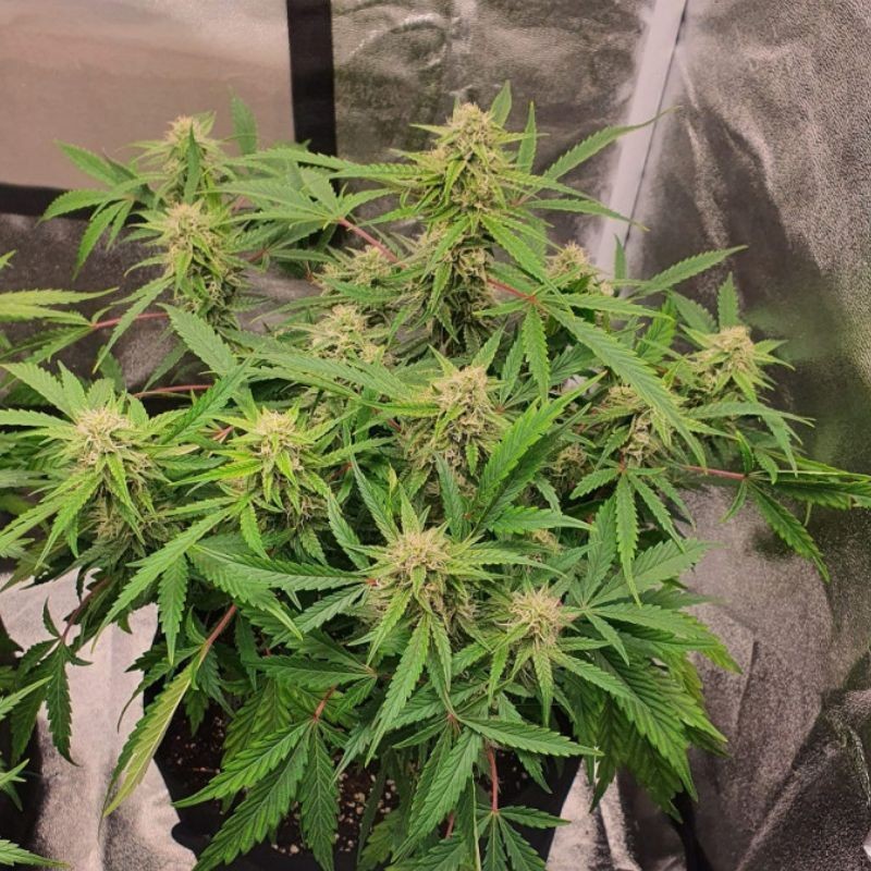 Nasiona marihuany Diesel - odmiana konopi