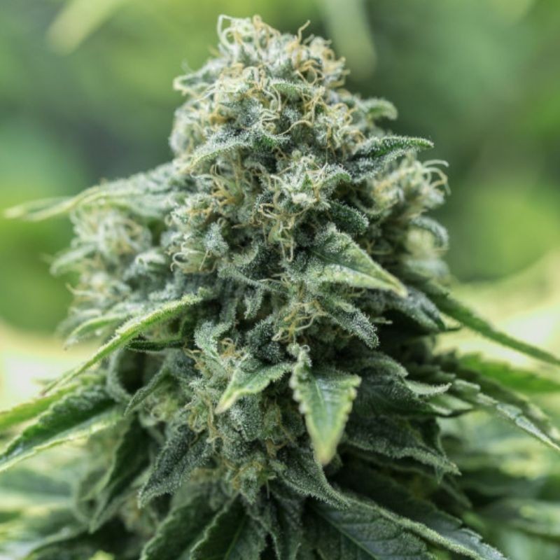 Nasiona marihuany Critical Mass CBD - odmiana konopi