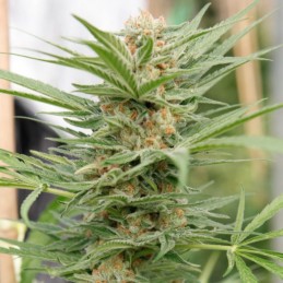 Nasiona marihuany Critical Cheese - odmiana konopi