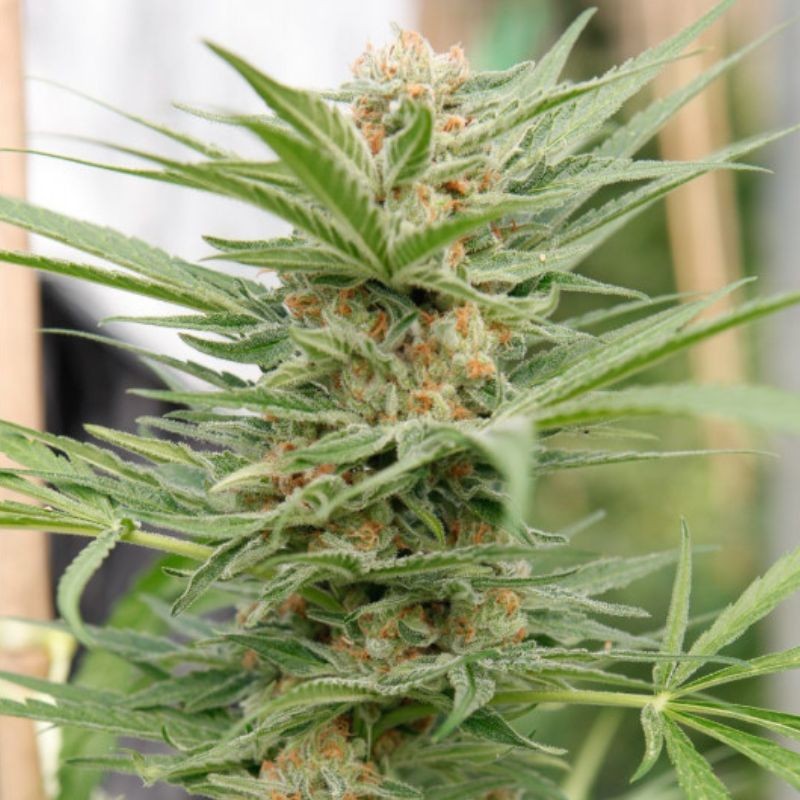 Nasiona marihuany Critical Cheese - odmiana konopi