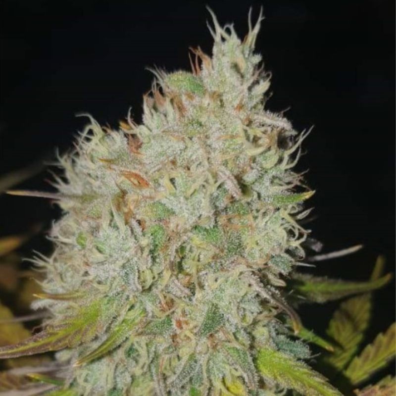 Nasiona marihuany automatyczne Critical Jack Autoflowering - odmiana konopi