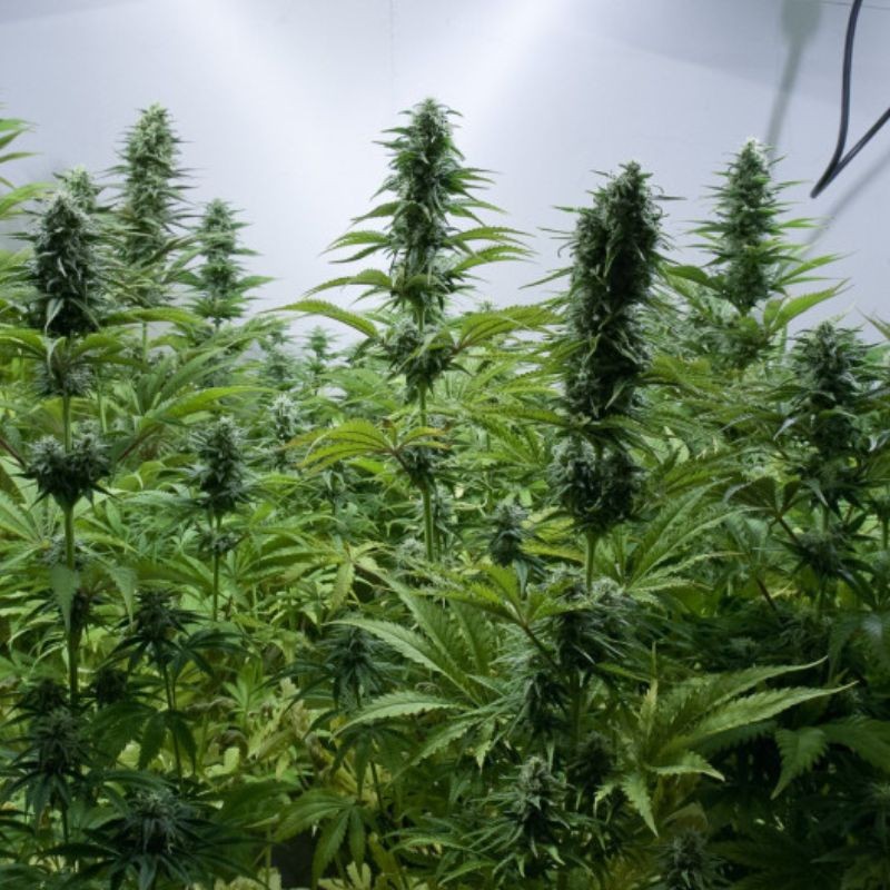 Nasiona marihuany Critical Jack - odmiana konopi