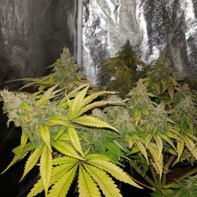 Nasiona marihuany automatyczne Critical Cheese Autoflowering - odmiana konopi