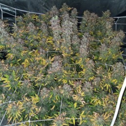 Nasiona marihuany automatyczne Critical + Autoflowering CBD - odmiana konopi