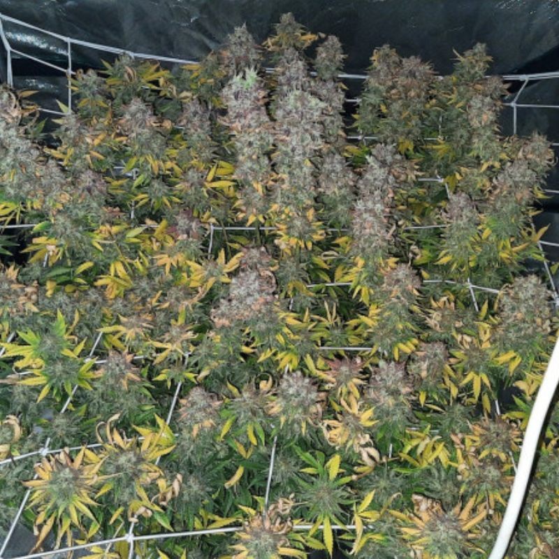 Nasiona marihuany automatyczne Critical + Autoflowering CBD - odmiana konopi