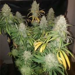 Nasiona marihuany automatyczne Critical + 2.0 Autoflowering - odmiana konopi