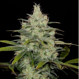 medyczne nasiona marihuany White Super Cheese CBD - opis odmiany konopi