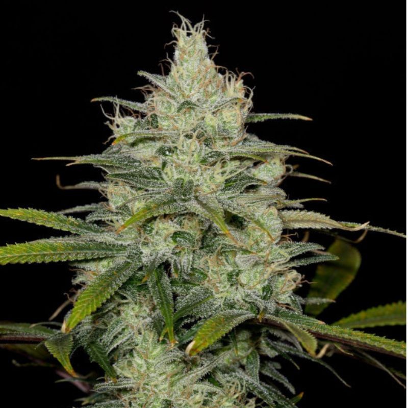 medyczne nasiona marihuany White Super Cheese CBD - opis odmiany konopi