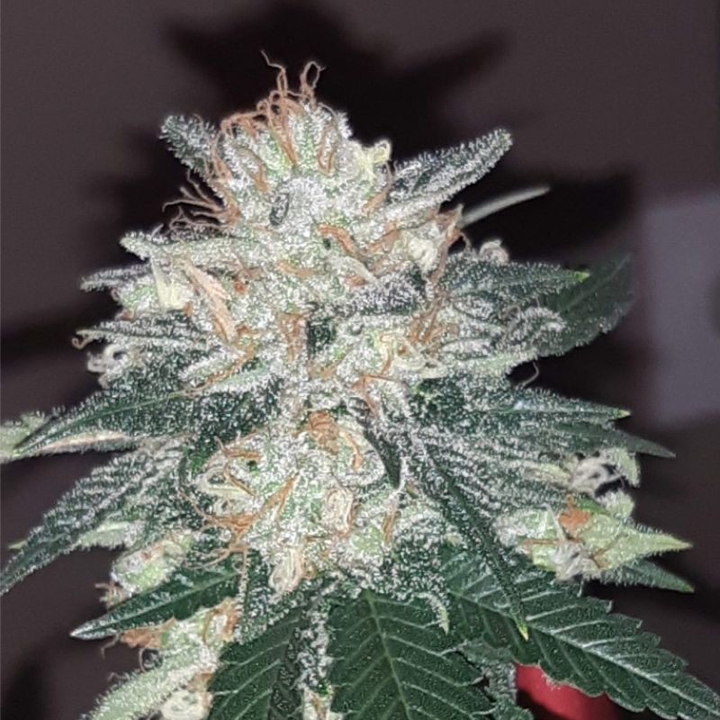 Nasiona marihuany automatyczne Cheese Autoflowering CBD - odmiana konopi