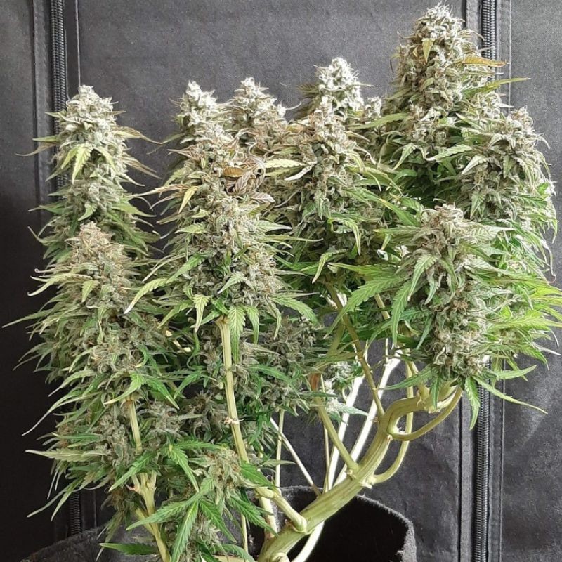 Nasiona marihuany Blue Gold Cheese - odmiana konopi