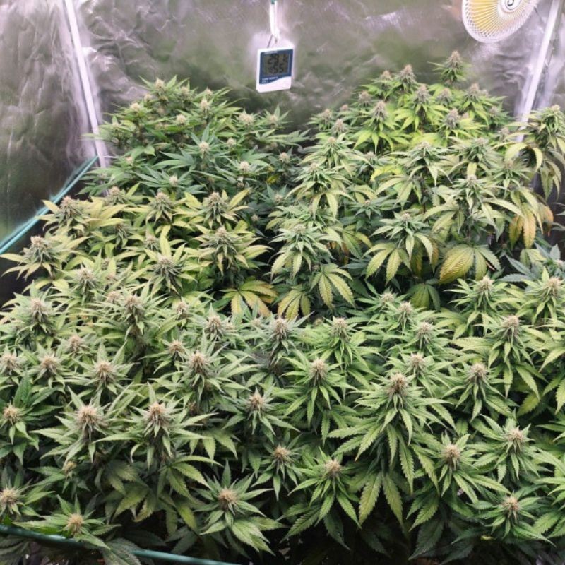 Nasiona marihuany automatyczne Blue Amnesia XXL Autoflowering - odmiana konopi