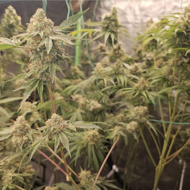 Nasiona marihuany Blue Hash - odmiana konopi