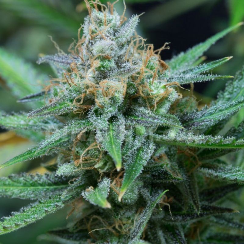 Nasiona marihuany Amnesia Kush - odmiana konopi