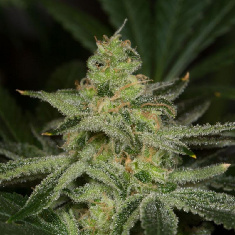 Nasiona marihuany Amnesia CBD - odmiana konopi