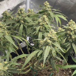 Nasiona marihuany Amnesia Autoflowering CBD - odmiana konopi