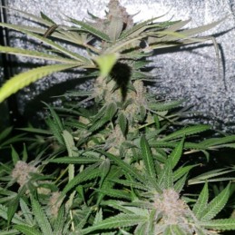 Nasiona marihuany automaty White Widow XXL Autoflowering - opis odmiany konopi