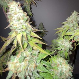 Nasiona marihuany Orange Juice - opis odmiany konopi